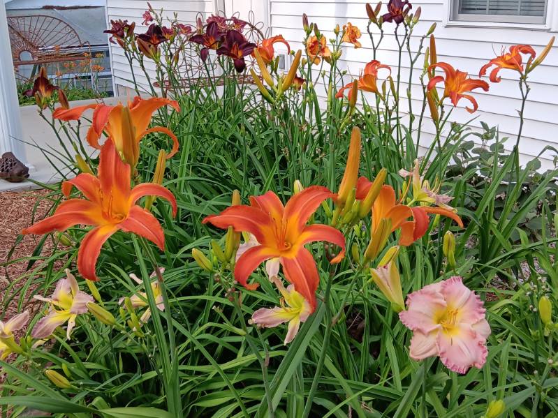 Garden photo